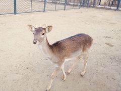 -北京麋鹿生态实验中心