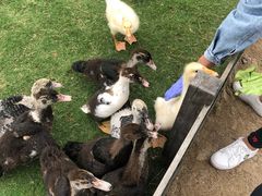 -前小桔亲子创意农场·草莓采摘·露营烧烤