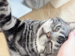 -有喵·猫咖·狗咖·30几只猫10只小狗(岗厦店)