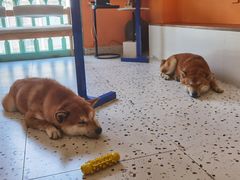 -喜柴咖啡·柴犬狗咖