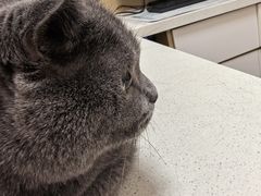 -瑞派康怡24h宠物医院·犬猫医疗中心·微创绝育(瑞景分院)