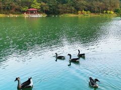 -广州白江湖森林公园