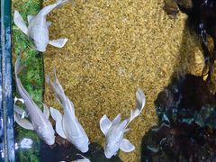 -太平洋海底世界