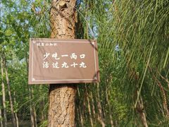 -合肥滨湖国家森林公园