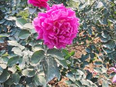 -人民公园(罗湖区)