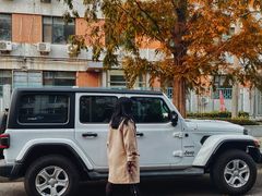 -三里屯东五街银杏大道