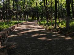 -大兴滨河森林公园