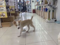 -翊宠yipet猫狗购宠庄园犬舍•猫舍