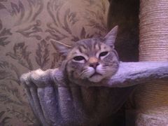 -纳吉亚猫专科动物诊疗中心(蒋宅口分院)