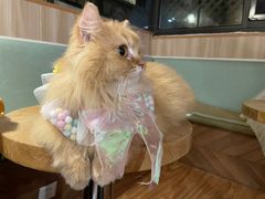 -MOCHA明星猫咖(田子坊店)