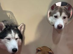 -和它·交个朋友·狗咖猫咖(爱琴海店)