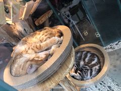 -喵屿·大理花园猫咖