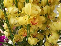 -松山湖梦幻百花洲