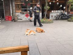 -青城甲(青城山店)