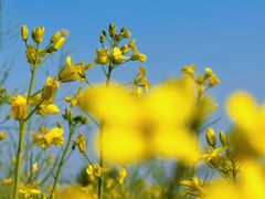 -汉长安城未央宫国家考古遗址公园