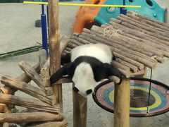 -沈阳森林动物园
