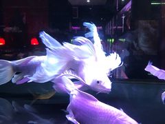 -中环花鸟鱼虫市场