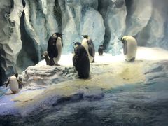 -帝企鹅自助餐厅•儿童岛•真企鹅(长隆企鹅酒店)