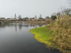 -桤木河湿地公园