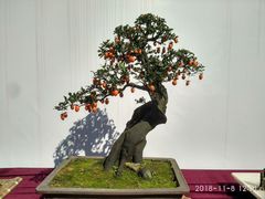 -重庆市江北嘴中央商务区中央公园