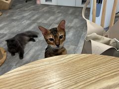 -楼上猫咖(罗湖店)