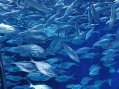 -上海海洋水族馆