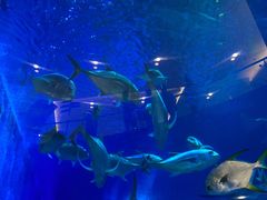 -成都浩海立方海洋公园