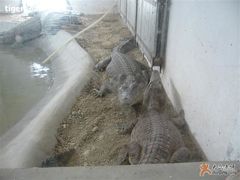 -西安秦岭野生动物园