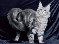 -十年猫舍·猫咪专门店(普陀店)