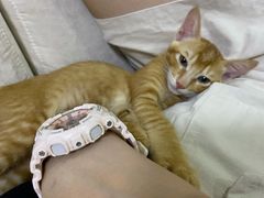 -宠颐生猫科·内科皮肤科(西平世纪城店)