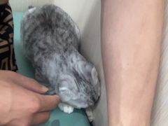 -佳怡动物医院·平价24小时·猫专科骨外科