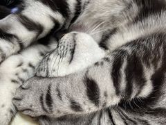 -猫大福·Fortune Cat猫舍(百子湾店)