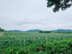 -北京张裕爱斐堡酒庄