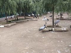-哈尔滨北方森林动物园