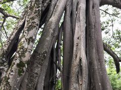 -瑞丽独树成林风景区