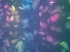 -烟台海昌鲸鲨海洋公园