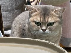 -逗柴咖啡屋·狗咖猫咖宠物桌游