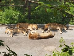 -大连森林动物园