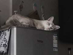 -瑞派康怡24h宠物医院·犬猫医疗中心·微创绝育(瑞景分院)