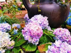 -大隐花事(熊婆婆的花园店)