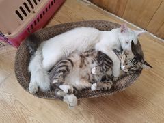 -纳吉亚猫专科动物诊疗中心(蒋宅口分院)