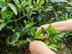 -华祥苑茶馆•国缤茶小蓝罐(普罗旺斯店)
