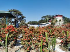 -松山湖梦幻百花洲