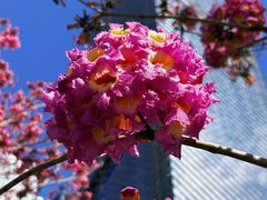 -深圳湾万象城(南山店)