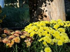 -杭州植物园