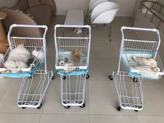 -怪兽屋·羊驼·猫咖·狗咖(俊华广场店)