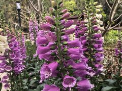 -广州白江湖森林公园