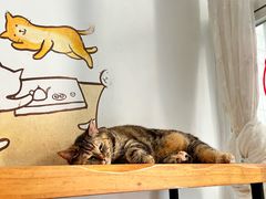 -是阿柴呀！柴犬咖啡·爱喵喵猫咖