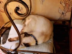 -猫小院猫主题咖啡厅(北锣店)