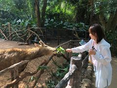 -海南热带野生动植物园